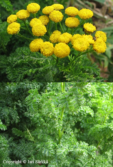  Tanacetum vulgare crispum